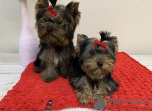 Foto №4. Ich werde verkaufen yorkshire terrier in der Stadt Kiew. vom kindergarten - preis - 828€