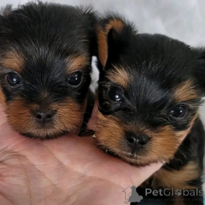 Foto №3. Prächtige Yorkshire Terrier (Yorkie)-Welpen wurden für ihr ganzes Leben perfekt. Belgien