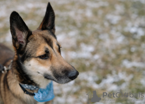 Zusätzliche Fotos: Schöner Hund Billy als Geschenk