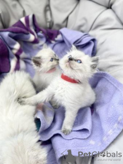 Foto №4. Ich werde verkaufen ragdoll-katze in der Stadt Engelberg. züchter - preis - 150€