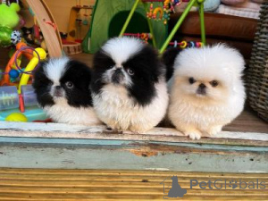 Foto №1. pekingese - zum Verkauf in der Stadt Heidelberg | verhandelt | Ankündigung № 170179