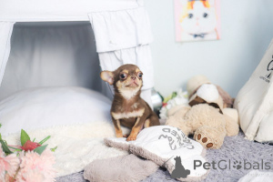 Foto №3. Chihuahua-Welpe zur Adoption. USA