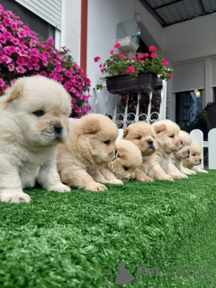 Foto №2 zu Ankündigung № 155713 zu verkaufen chow-chow - einkaufen Serbien 