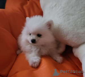 Foto №3. Spitzmädchen. Polen