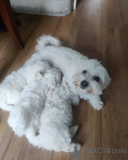 Foto №1. malteser - zum Verkauf in der Stadt Finnholmen | 450€ | Ankündigung № 155260