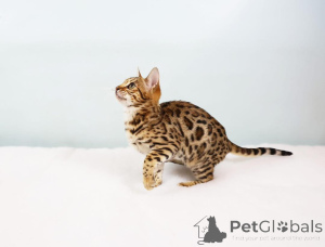 Foto №1. bengal katzenrasse - zum Verkauf in der Stadt WELS | 750€ | Ankündigung № 153406