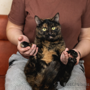 Foto №3. Die wundervolle Katzenklava sucht eine Familie!. Russische Föderation