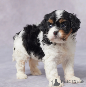 Foto №1. cavalier king charles spaniel - zum Verkauf in der Stadt Dubai | verhandelt | Ankündigung № 158649