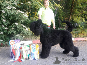 Zusätzliche Fotos: Black Russian Terrier Welpen