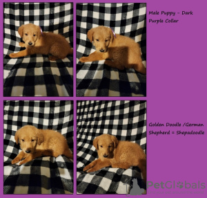 Foto №1.  - zum Verkauf in der Stadt Los Angeles | 425€ | Ankündigung № 133636