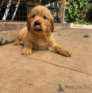 Foto №3. Hermosos cachorros Labrador Retriever-Listen für ein neues Zuhause.. Spanien