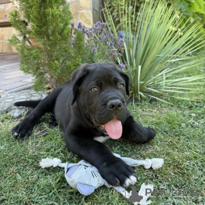Foto №1. cane corso italiano - zum Verkauf in der Stadt Danzig | verhandelt | Ankündigung № 171213