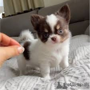 Foto №3. Teetasse Chihuahua Welpen. Schweiz