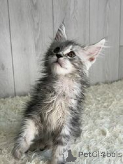 Foto №1. maine-coon-katze - zum Verkauf in der Stadt Antwerpen | Frei | Ankündigung № 165246