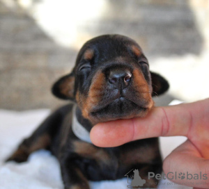 Foto №1. dobermann - zum Verkauf in der Stadt Belgrad | verhandelt | Ankündigung № 83434