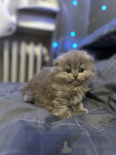 Foto №3. Ich biete 5 wunderschöne britische Kätzchen. Deutschland