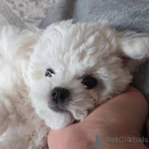 Foto №3. Prachtige Bichon Frisé-Welpen kaufen. Belgien
