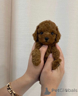 Foto №4. Ich werde verkaufen pudel (toy) in der Stadt Helsinki.  - preis - 550€