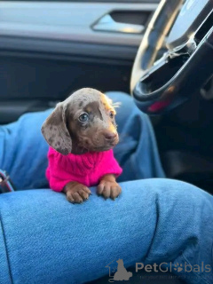 Foto №3. Auf die Toilette trainierte Dackel. USA