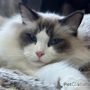 Foto №1. ragdoll-katze - zum Verkauf in der Stadt Bulle | verhandelt | Ankündigung № 157131