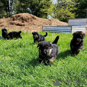 Foto №4. Ich werde verkaufen deutscher schäferhund in der Stadt Berlin. züchter - preis - verhandelt