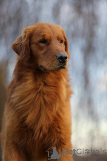 Zusätzliche Fotos: GOLDEN RETRIEVER-goldene und dunkelgoldene Welpen, ZKwP, nach Champions,