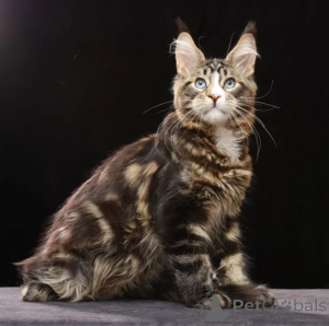 Foto №1. maine-coon-katze - zum Verkauf in der Stadt Edingen-Neckarhausen | 350€ | Ankündigung № 176684
