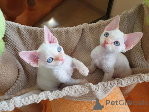 Foto №2 zu Ankündigung № 154763 zu verkaufen devon rex - einkaufen Finnland 