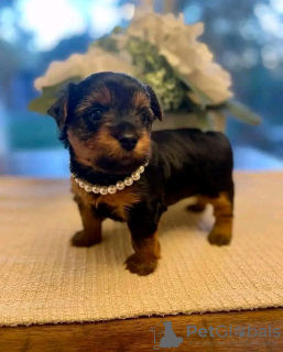 Foto №3. Der auf Toilette geschulte Tierarzt überprüfte den Yorkshire Terrier. USA