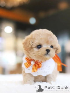 Foto №3. Dean Janet Kay Welpen Haus. USA