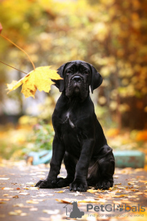 Zusätzliche Fotos: Italienische Cane Corso-Welpen