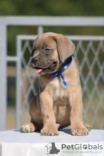 Foto №1. cane corso italiano - zum Verkauf in der Stadt Belgrad | verhandelt | Ankündigung № 113935