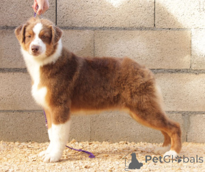 Foto №1. australian shepherd - zum Verkauf in der Stadt Lüttich | Frei | Ankündigung № 167138