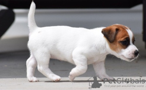 Foto №1. jack russell terrier - zum Verkauf in der Stadt Leverkusen | 550€ | Ankündigung № 122800