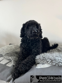 Foto №3. Hund zu geben. Frankreich