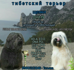 Foto №1. tibet-terrier - zum Verkauf in der Stadt Москва | Verhandelt | Ankündigung № 4929