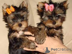 Foto №1. yorkshire terrier - zum Verkauf in der Stadt Мадрид | 300€ | Ankündigung № 122753