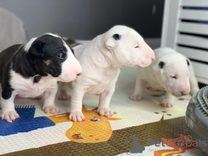 Foto №2 zu Ankündigung № 120608 zu verkaufen bullterrier - einkaufen Polen quotient 	ankündigung, züchter