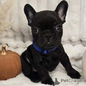 Foto №3. Lernen Sie Milo kennen, den kleinen Komiker, der jedes Zuhause mit Lachen und. Schweiz