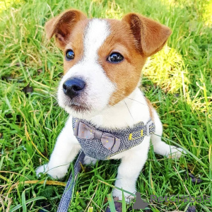 Foto №1. jack russell terrier - zum Verkauf in der Stadt Stockholm | Frei | Ankündigung № 78842