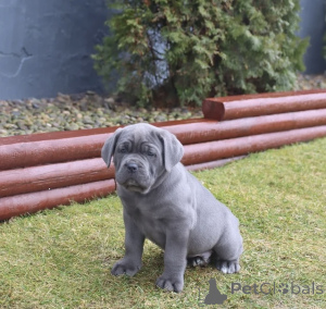 Foto №3. Dein Loyalitätskönig. Finnland