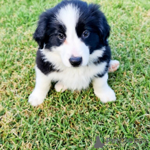 Foto №2 zu Ankündigung № 125395 zu verkaufen border collie - einkaufen Deutschland 