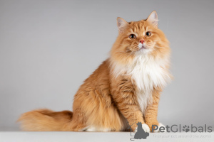 Foto №1.  - zum Verkauf in der Stadt Khimki | Frei | Ankündigung № 165911