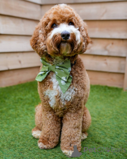 Foto №1. labradoodle - zum Verkauf in der Stadt Beromünster | 850€ | Ankündigung № 157668