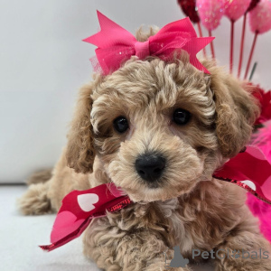 Foto №1.  - zum Verkauf in der Stadt Berlin | 600€ | Ankündigung № 134935