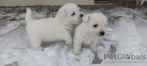 Zusätzliche Fotos: Die besten West Highland White Terrier-Welpen zu verkaufen