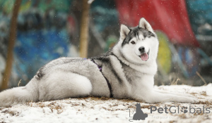 Foto №3. Der wundervolle Husky Marseille sucht sehr dringend ein Haus und fürsorgliche. Russische Föderation