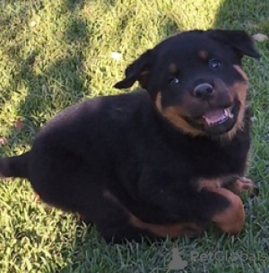 Foto №3. Isopää puhdasrotuinen rottweiler Annettavissa pentuja adoptoitavaksi. Finnland