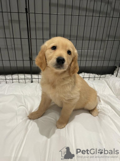 Foto №2 zu Ankündigung № 115942 zu verkaufen golden retriever - einkaufen Deutschland 