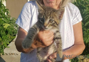 Foto №2 zu Ankündigung № 148696 zu verkaufen schottische faltohrkatze - einkaufen USA 